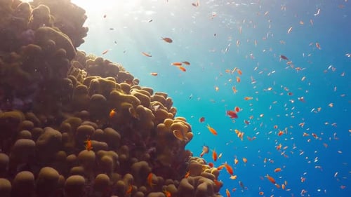 Tropical Fish on Vibrant Coral Reef