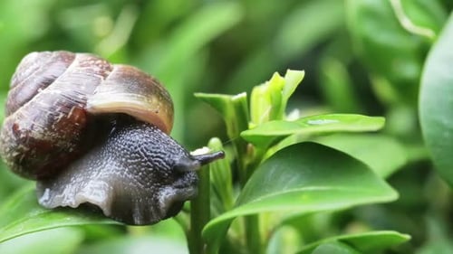 macro of small garden snail on green leaves at 4x speed