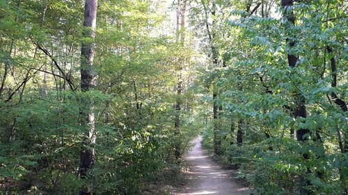 Girl Runs In The Forest