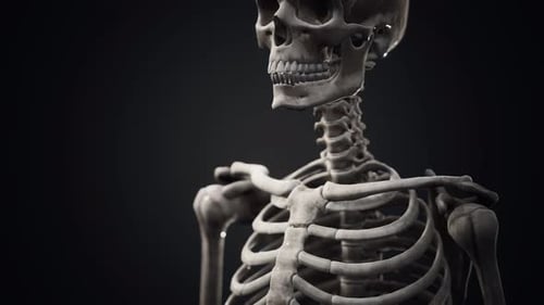 Full Human Skeleton Standing