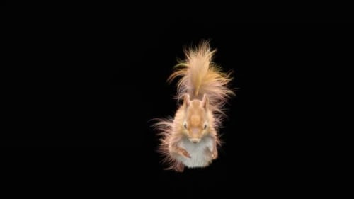 Eichhörnchen Tanzen HD