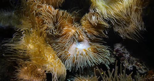 Sea Anemone, Real Time 4K