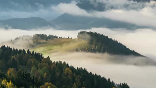 Foggy Forest
