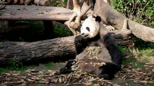 Giant Panda Eating Bamboo Shoots in Natural Habitat