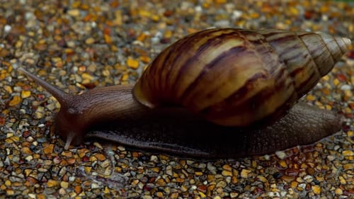 Gartenschnecke krabbelt auf Bürgersteig