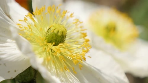 Weiße isländische Mohnblume detaillierte blühende Pflanze Nahaufnahme 4K 2160p 30fps UltraHD-Aufnahmen - Papaver nudic