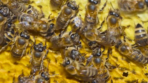Honey