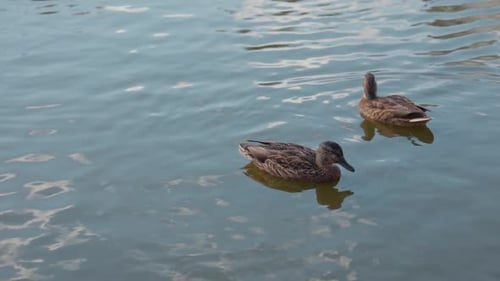 Ducks Swim in the Pond