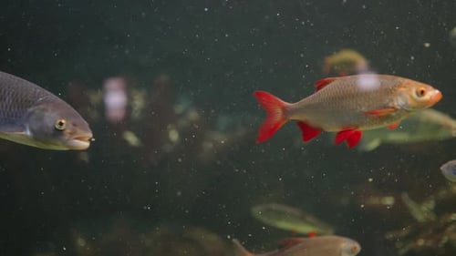 a flock of perch taken close-up in an aquatic environment