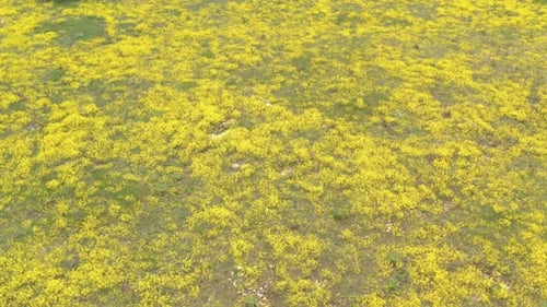 Panier de fleurs jaunes d'or Alyssum Aurinia saxatilis vu d'en haut avec un Drone Vidéo