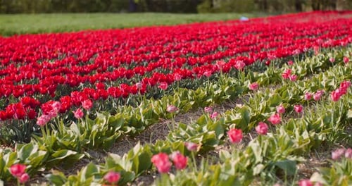 Blooming Red Tulips on Flowers Plantation Farm