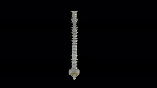 3D Human Spine Rotation for Medical and Anatomy Presentations