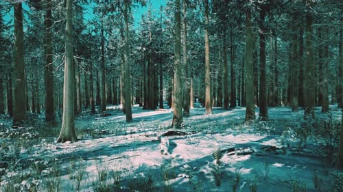 Snow Covered Conifer Forest at Sunny Day