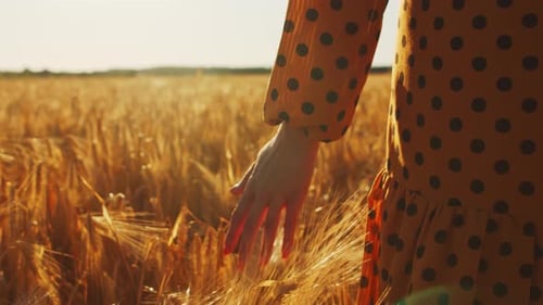 Pregnant woman in the rays of the sunset in the field