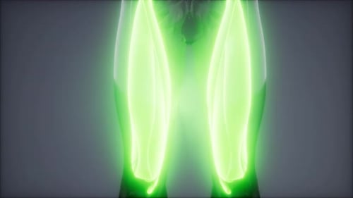 Human Quadriceps Muscles with Green Glowing Effect Animation