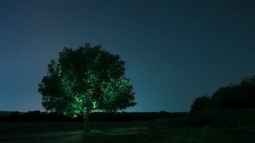 Illuminated Tree Under the Night Sky