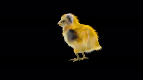 Realistic Baby Chick Walking Animation