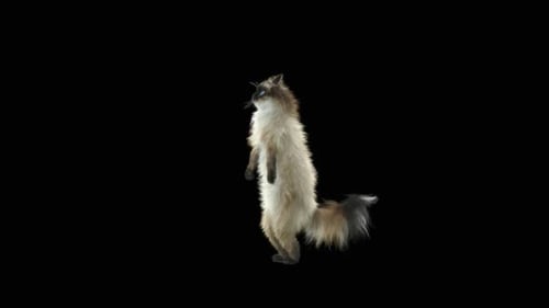 Gato dançando HD