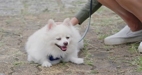 Content White Dog Being Petted on Paved Surface
