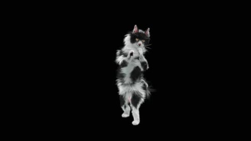 Katze HD