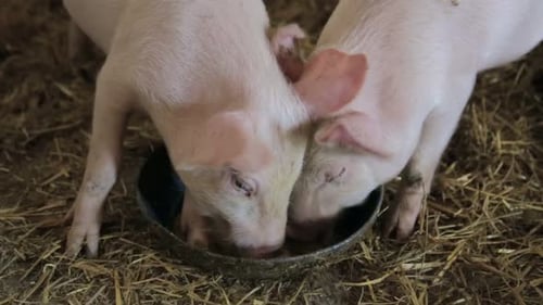 Little Piglittle Pigs