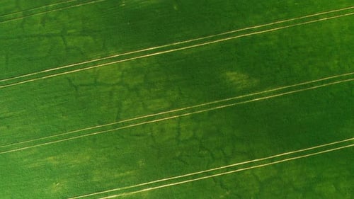Aerial View of a Green Agriculture Field with Crops
