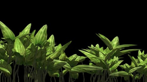 Animated Green Foliage Swaying Transparent Background