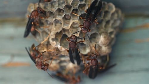 Wasp Nest Makro Nahaufnahme