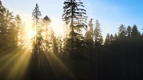 Foggy green pine forest with canopies of spruce trees and sunrise rays shining through branches