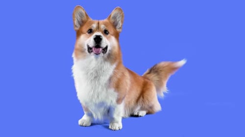 Portrait of Welsh Corgi Pembroke in the Studio on a Blue Background