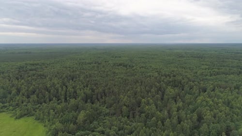 Flug über den grünen Wald