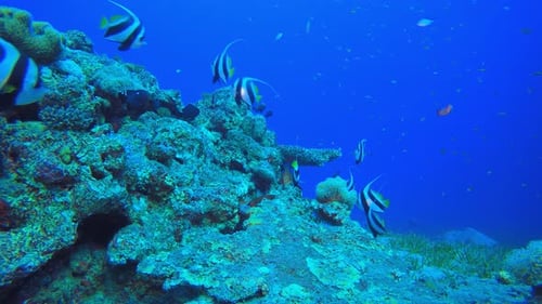 Underwater Reef Coral Scene
