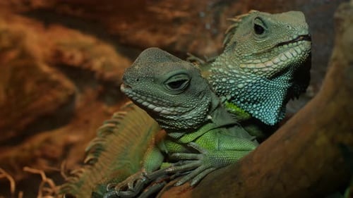 Two Green Chinese Water Dragons Resting