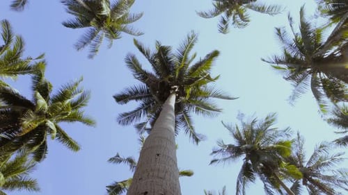 Palmera