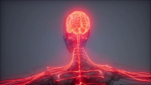Futuristic 3D Animation of Human Brain and Nerves