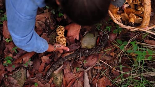 Mushroom Hunting in Autumnal Forest with Mushroom Basket