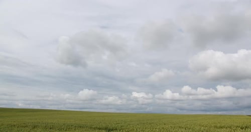 Agriculture View Of Green Wheat Field And Fast Clouds. Timelapse