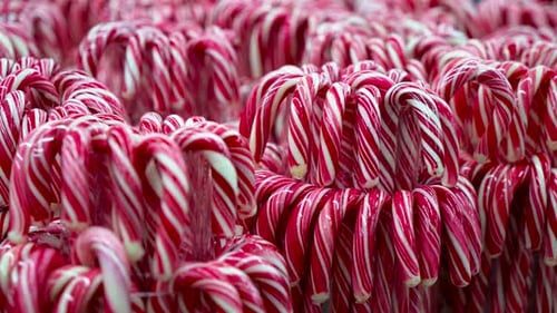 Red and White Candy Canes in Christmas Store