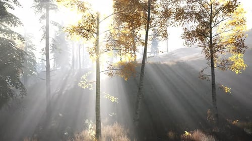 Forêt lumineuse tôt le matin dans les montagnes