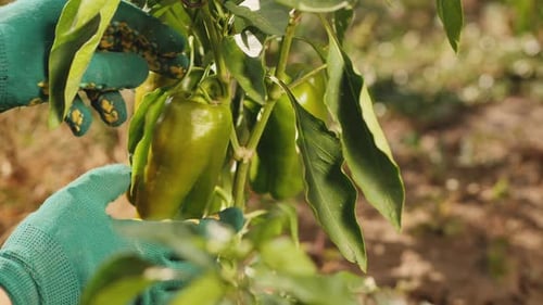 Green Bell Pepper Harvest. Organic Homegrown Vegetables