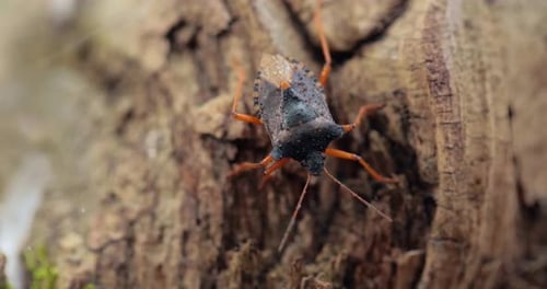 Forest Bug or Red-legged Shieldbug Pentatoma Rufipes Is a Species of Shield Bug