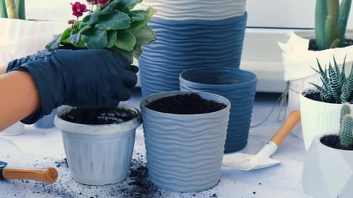 Hands Transplanting Plant among Potted Greenery
