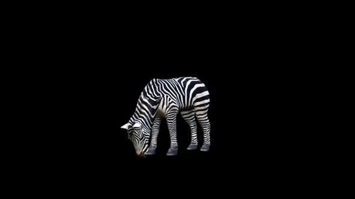 Zebra Eat