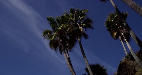 Palmen