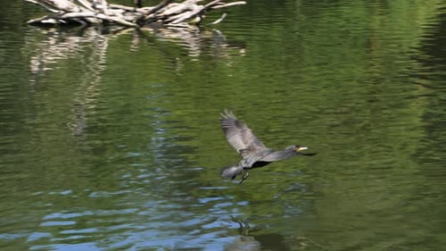O grande cormorão (Phalacrocorax carbo) ou felpa preta pousando na água