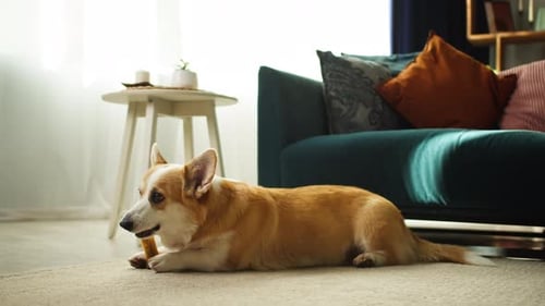 Corgi Dog Chewing Treat in Living Room