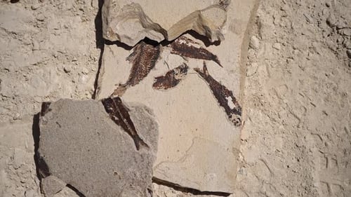 Layers of fish fossils found at a quarry in Wyoming