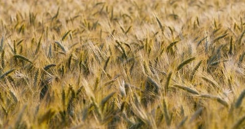 Gros plan sur des épis de blé sur un vent au coucher du soleil Jaune Lumière chaude Cônes mûrs France Provence