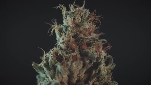 Stylized Marijuana Bud Spinning Close Up