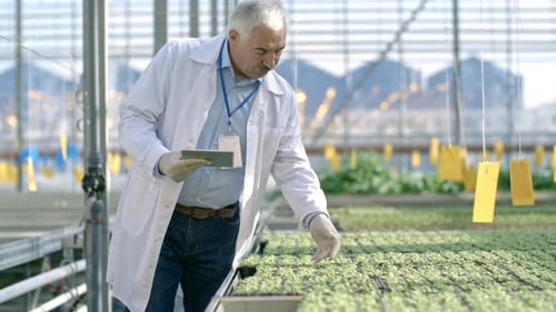 Senior Agronomist Inspecting Seedlings
